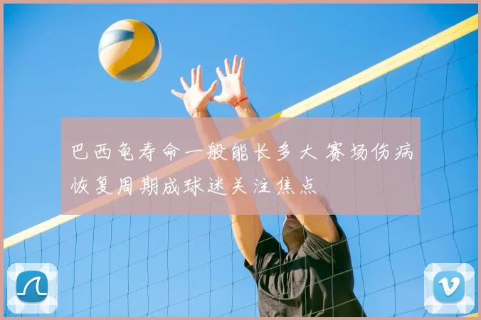 巴西龟寿命一般能长多大 赛场伤病恢复周期成球迷关注焦点