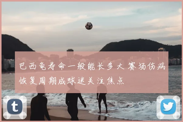 巴西龟寿命一般能长多大 赛场伤病恢复周期成球迷关注焦点